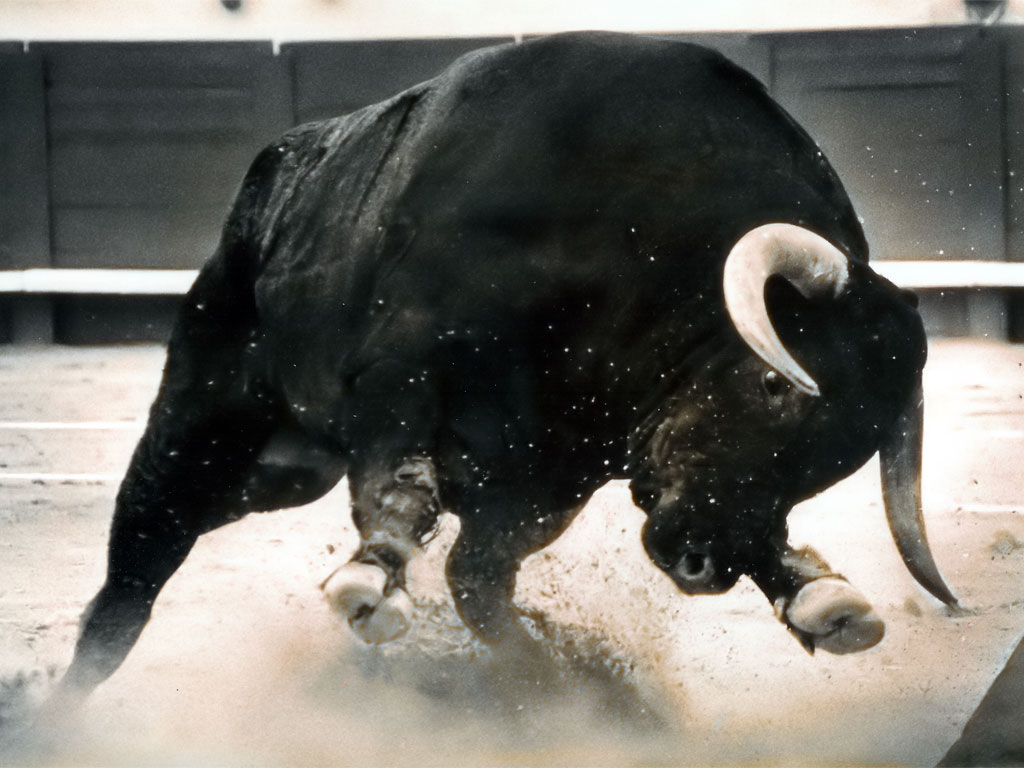 [Image: dangerous-black-bull.jpg]